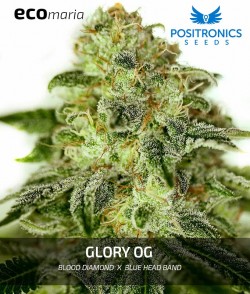 Glory OG - Cannabis...