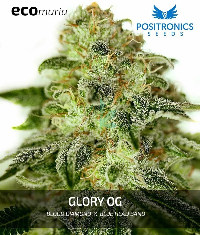 Imagen principal del producto Glory OG 