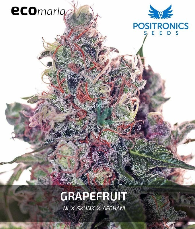 Imagen principal del producto Grapefruit 