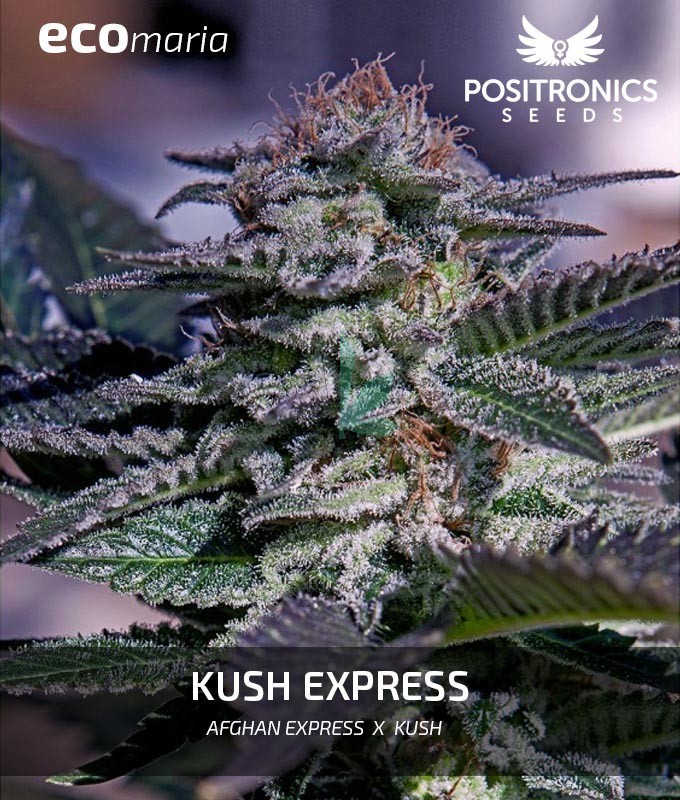 Imagen principal del producto Kush Express Feminizada