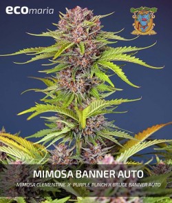 Mimosa Bruce Banner XL...