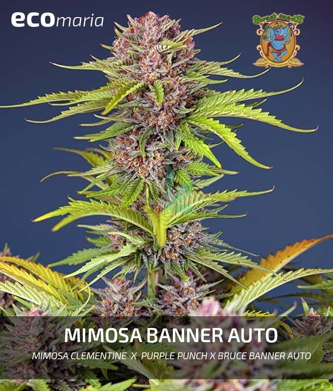 Imagen principal del producto Mimosa Bruce Banner XL Auto® 