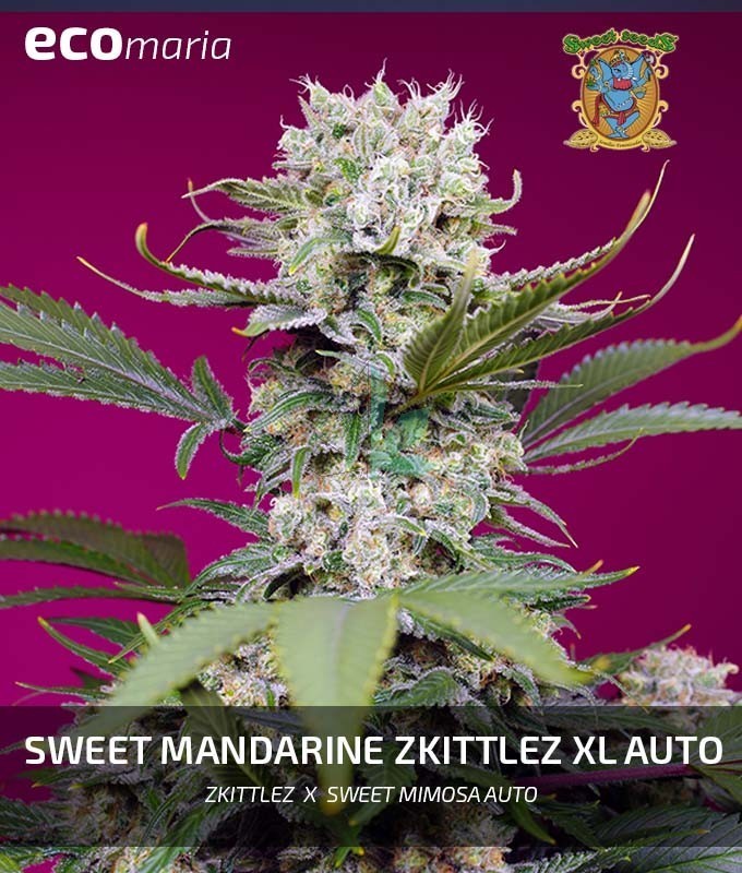 Imagen principal del producto Sweet Mandarine Zkittlez XL Auto®  