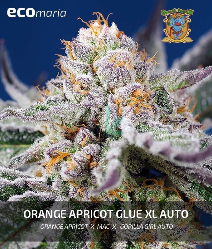 Imagen principal del producto Orange Apricot Glue XL Auto®  