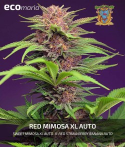 Red Mimosa XL Auto® -...