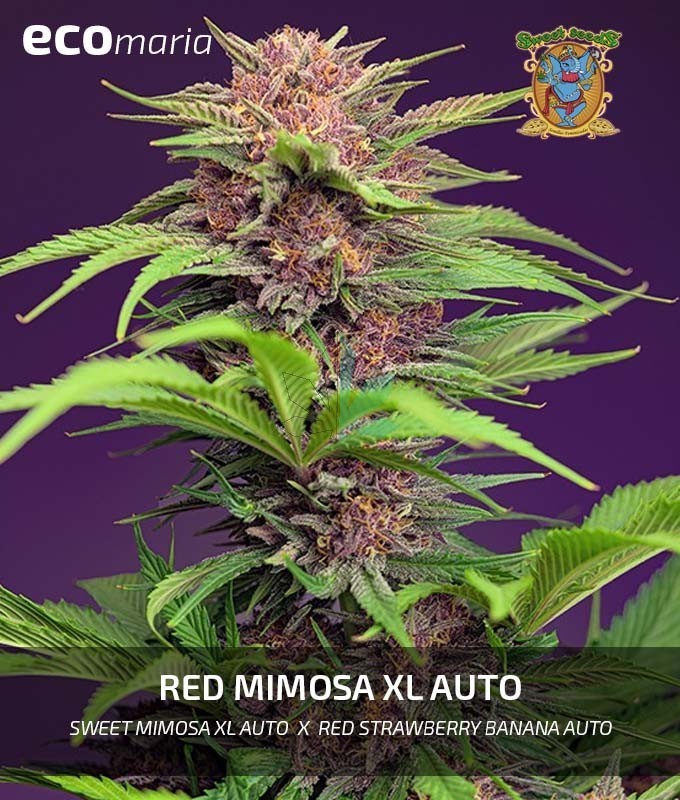 Imagen principal del producto Red Mimosa XL Auto® 