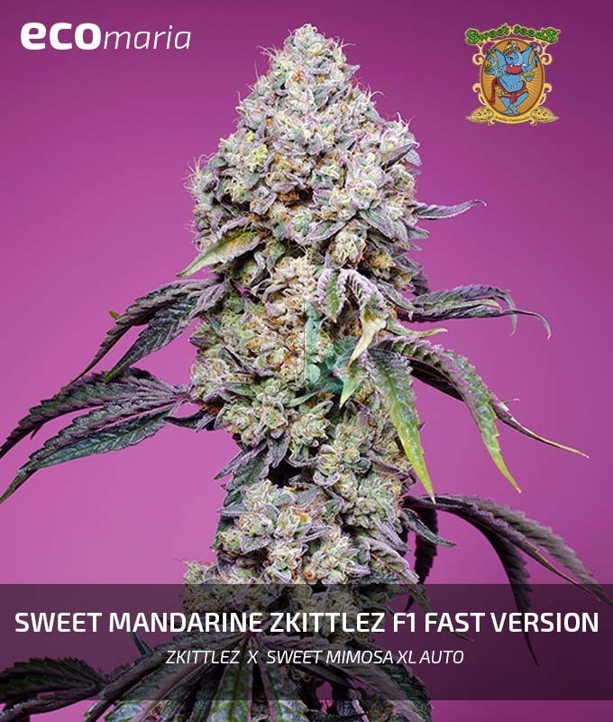 Imagen principal del producto Sweet Mandarine Zkittlez F1 Fast Version® 