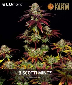Biscotti Mintz - Genetica...