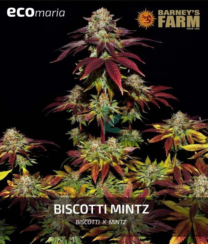 Imagen principal del producto Biscotti Mintz 