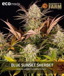 Blue Sunset Sherbet - 100%...