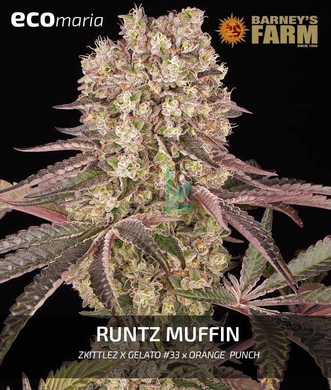 Imagen principal del producto Runtz Muffin 