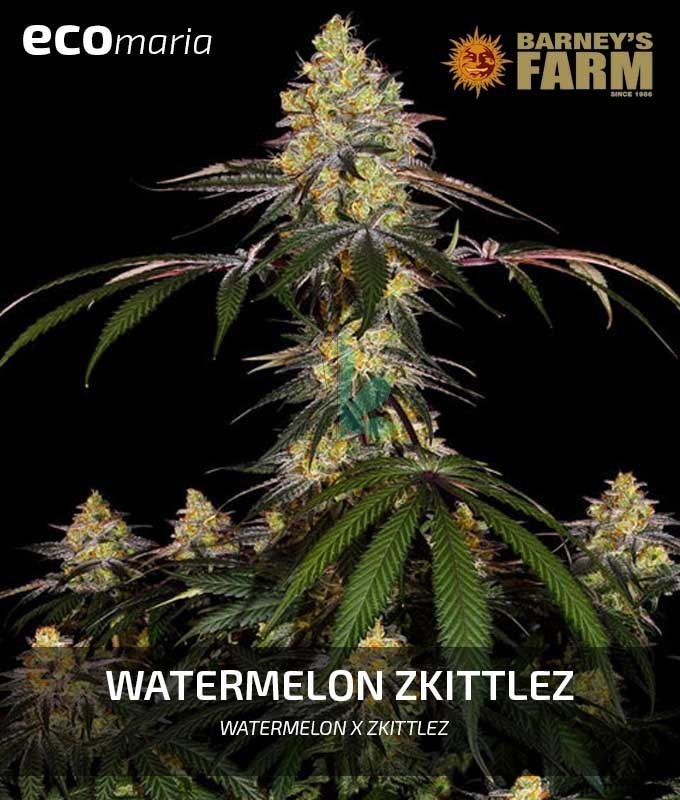 Imagen principal del producto Watermelon Zkittlez 