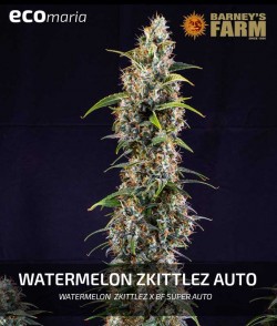 Watermelon Zkittlez Auto -...