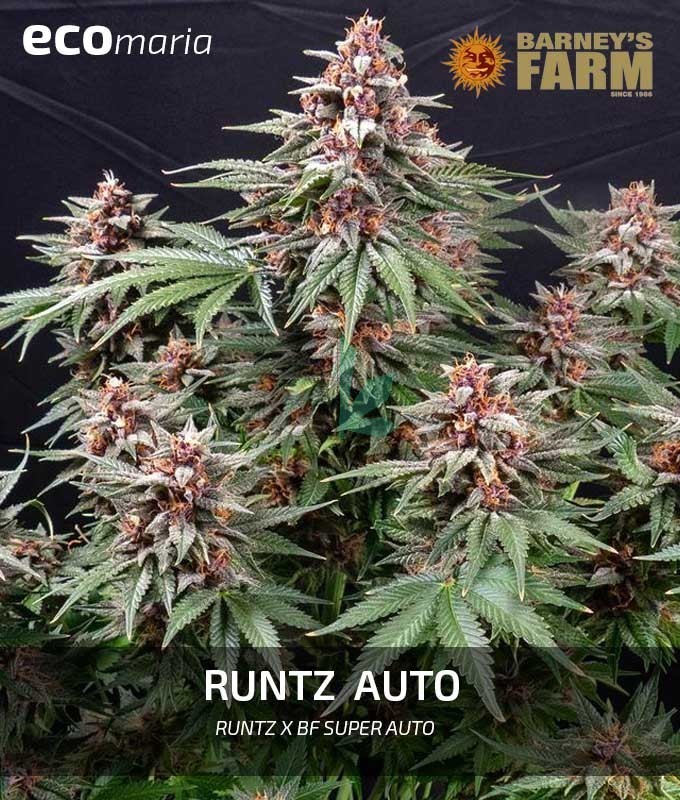 Imagen principal del producto Runtz Auto 