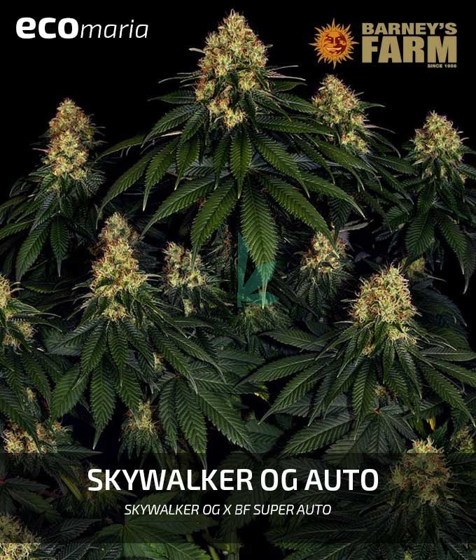 Imagen principal del producto Skywalker OG Auto 