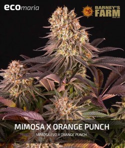 Mimosa x Orange Punch -...