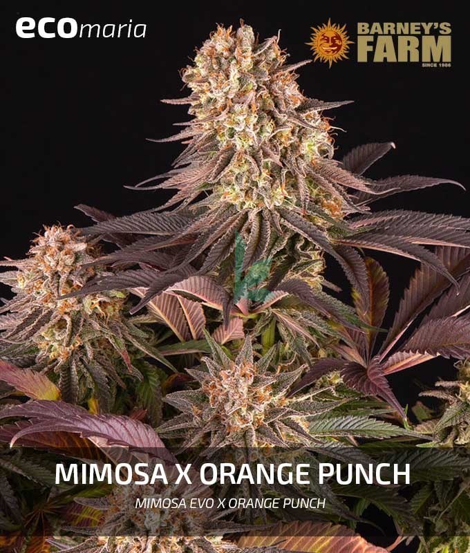 Imagen principal del producto Mimosa x Orange Punch 