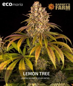 Lemon Tree - 100 %...