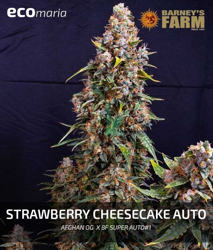 Imagen principal del producto Strawberry Cheesecake Auto 