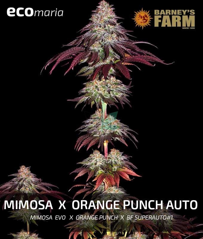 Imagen principal del producto Mimosa x Orange Punch Auto 