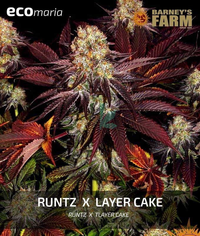 Imagen principal del producto Runtz x Layer Cake 