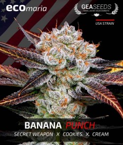 Banana Punch - Semillas...