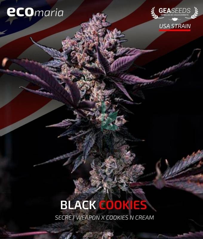 Imagen principal del producto Black Cookie 