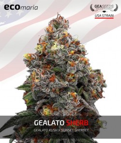 copy of Gelato Kush -...