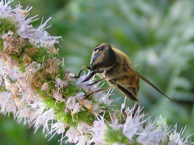 Abeja recolectando polen en una flor