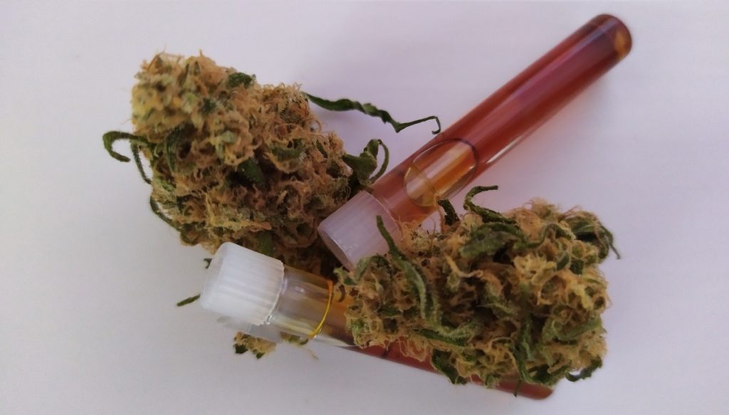 Cápsulas con aceite sobre cogollos de cannabis en un fondo blanco