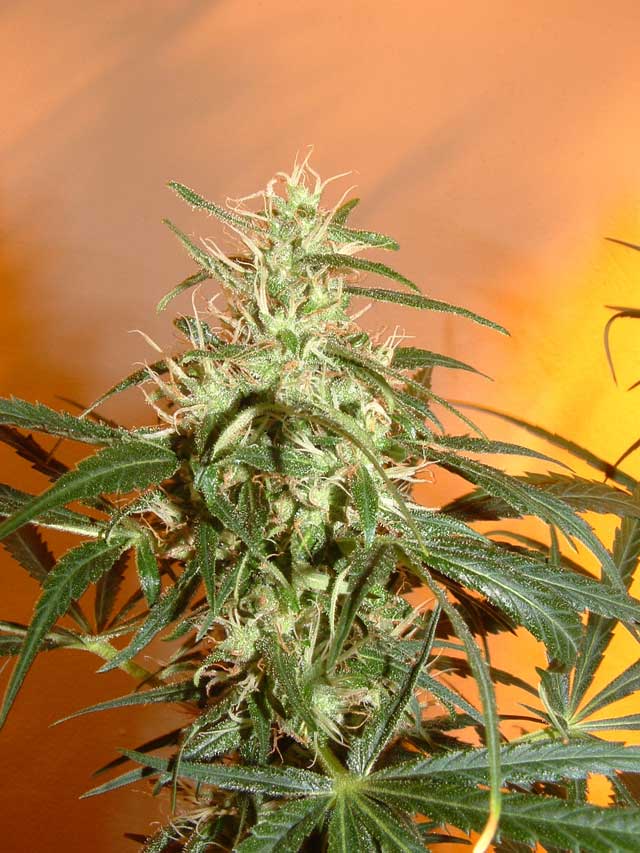 Punta de Cannabis floreciendo en interior con SCROG