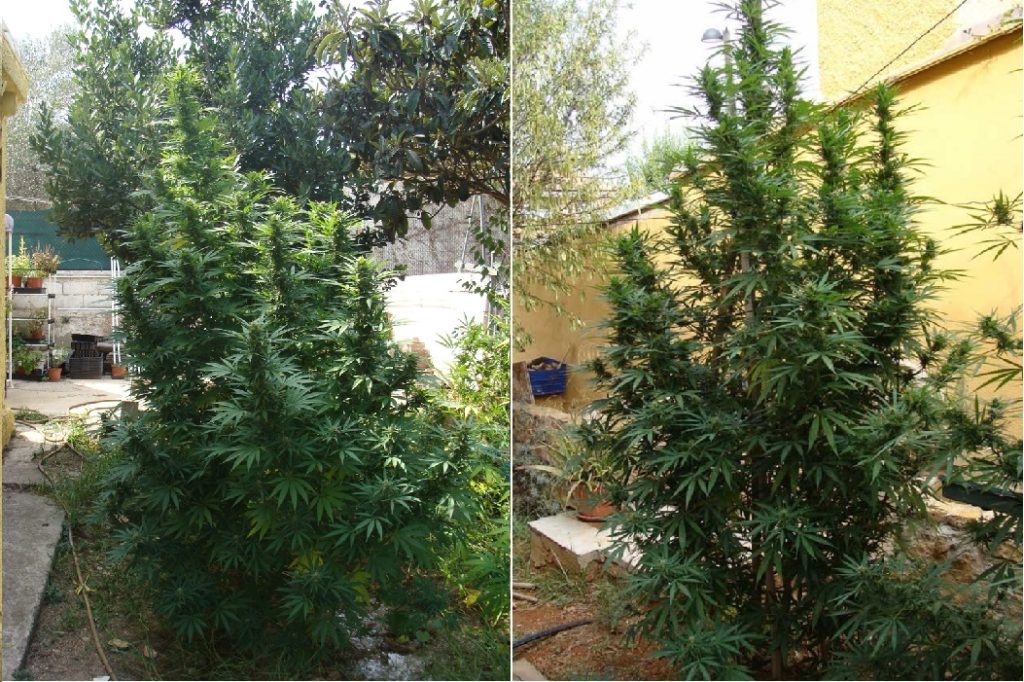 Dos enormes plantas de cannabis en plena floración cultivadas en tierra madre