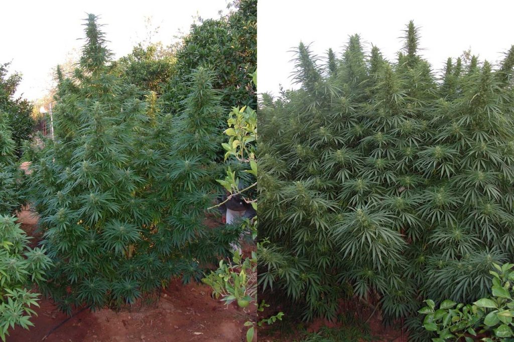Imagen combinada de dos fotos con bonitos y grandes ejemplares de marihuana cultivada en exterior