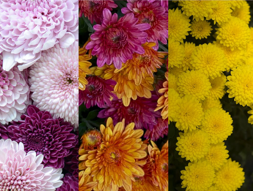 Flores de Crisantemo de diferentes colores muy llamativos