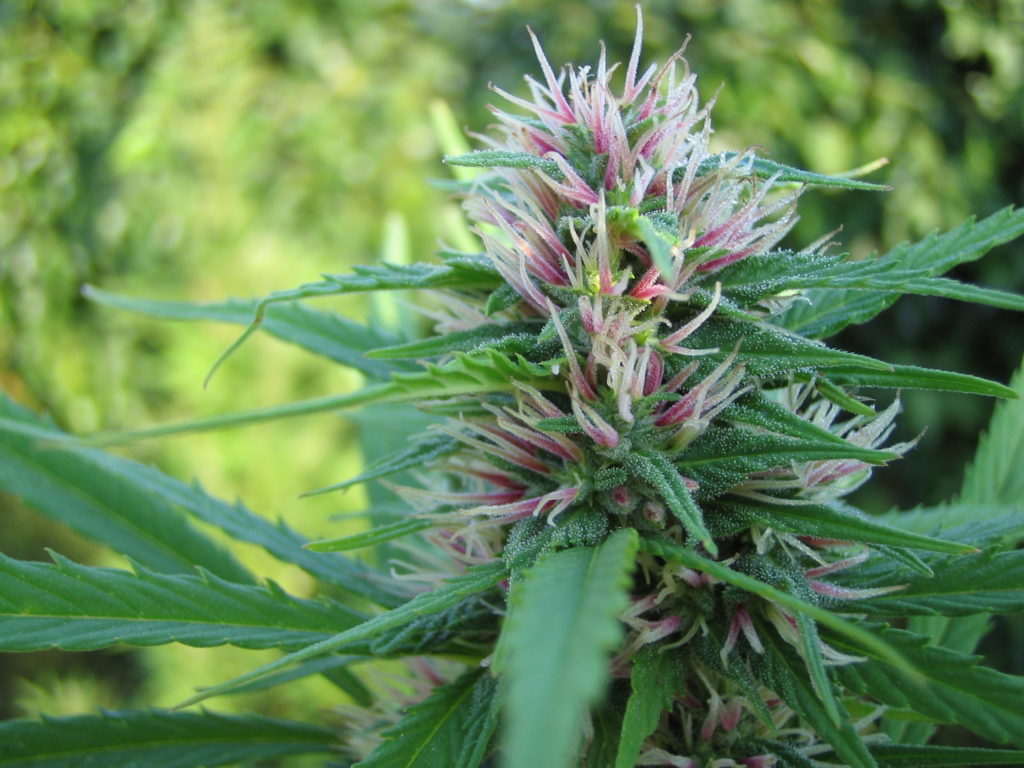 Bonita punta de Cannabis en plena floración y con algunos pelos rosados