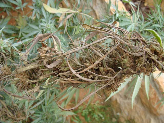Planta muerta y seca por el hongo fusarium
