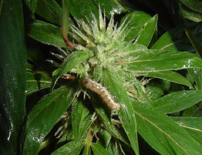 Spodoptera exigua: Plaga de Rosquilla verde, gardama o gusano soldado