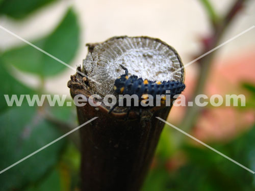 Harmonia, una larva de mariquita sobre un tronco cortado