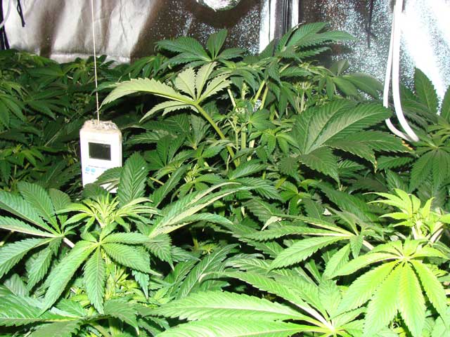 Cultivo de Cannabis en interior de armario reflectado y con un higrómetro colgando del techo