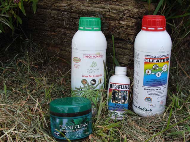 Aceite de neem y jabón potásico para las plantas: cómo hacerlo y usarlo -  Guía