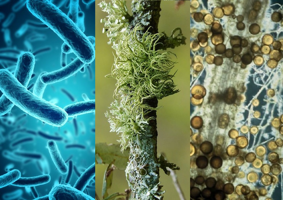 Diferentes tipos de microorganismos presentes en las plantas