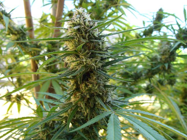 Punta de Cannabis sana y floreciendo