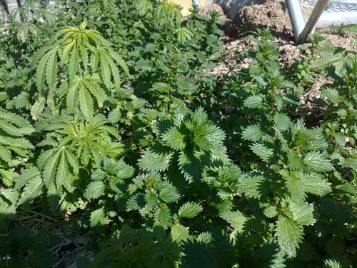 Cultivo de Cannabis con plantas de Ortiga