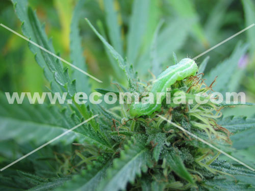 Oruga verde sobre punta de cannabis en flora
