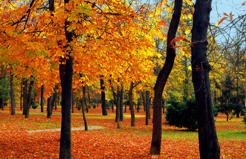 Bosque lleno de árboles con hojas amarillas y cayendo