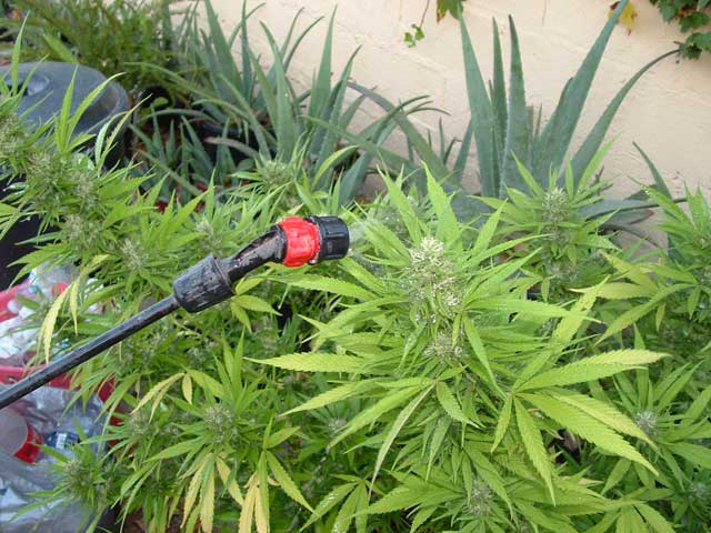 Pulverizando un anti-orugas en una planta de marihuana