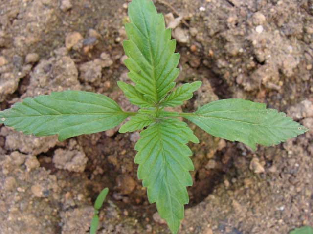 Pequeña planta de Cannabis recién trasplantada a tierra madre
