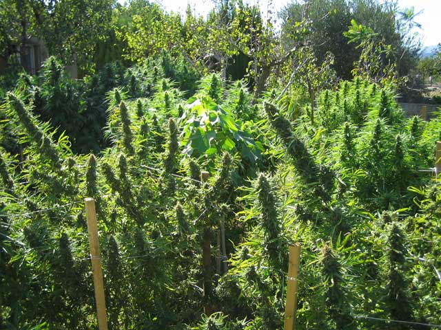 Plantas de Cannabis sanas y floreciendoen exterior