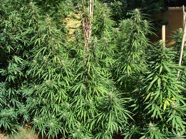 Plantas inoculadas de cannabis en exterior y empezando la flora