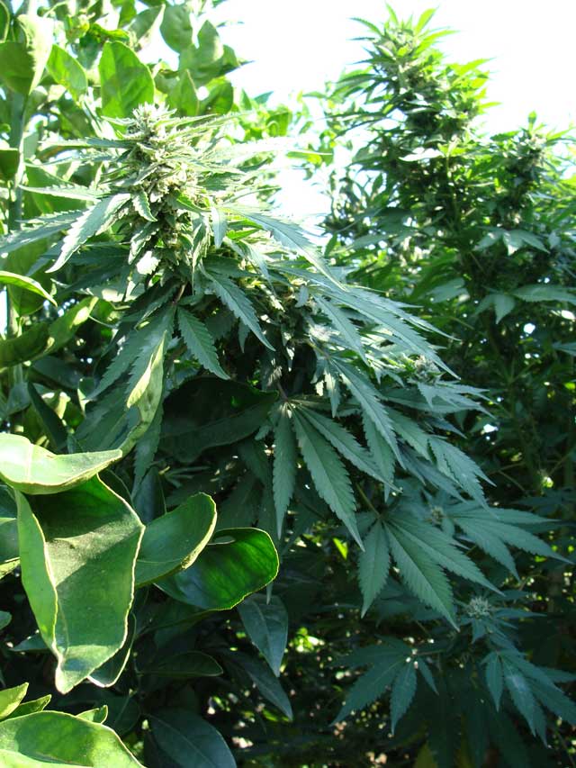 Plantas de cannabis en exterior inoculadas
